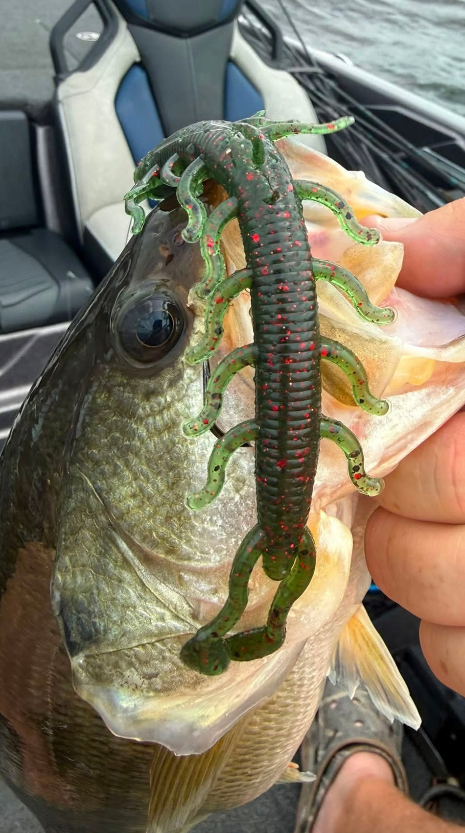 Seekapeed